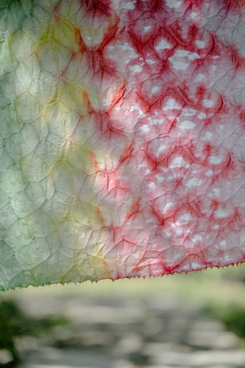 Close-up of Color Fabric Outdoors