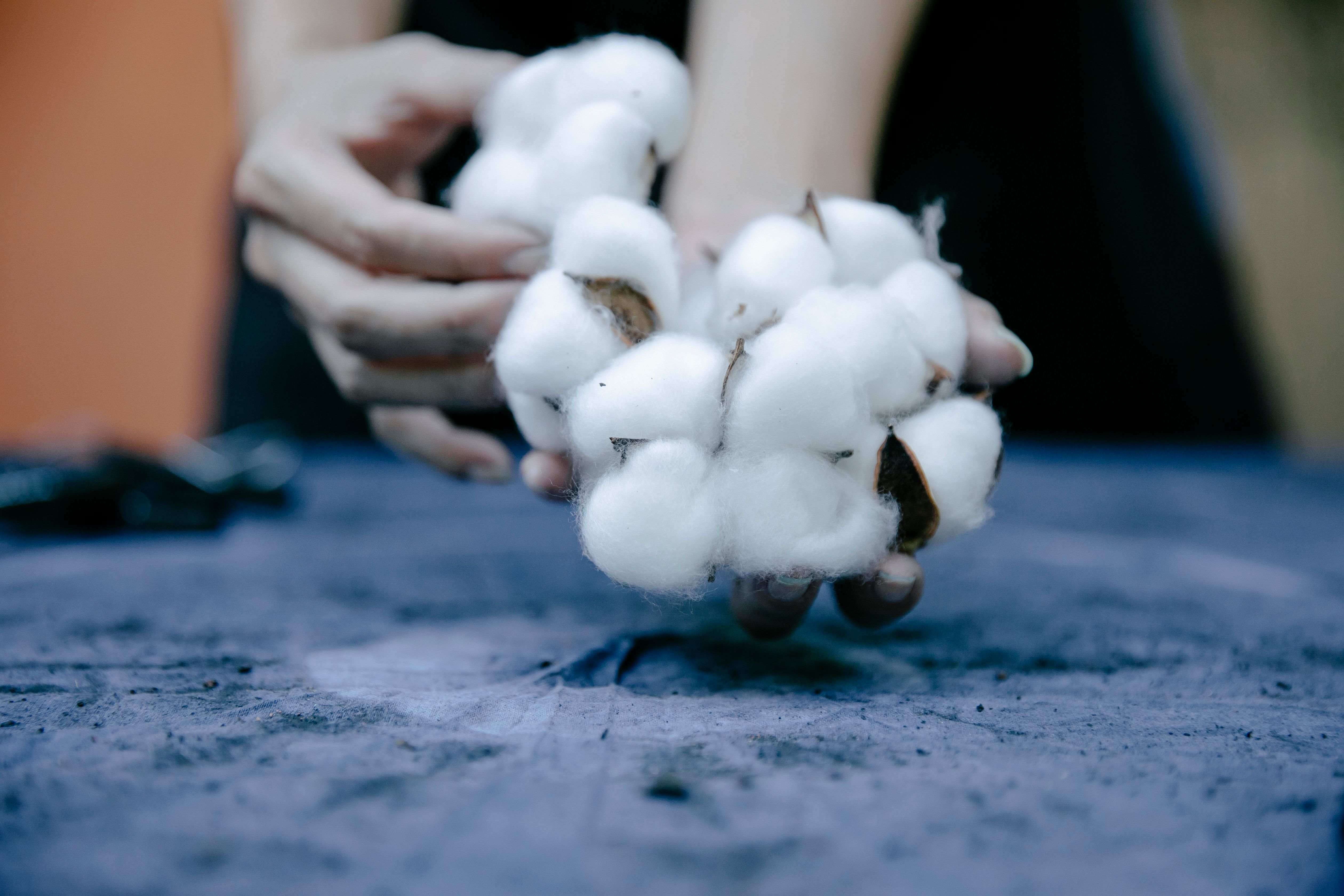 Woman Holding in Hands Cotton Flowers