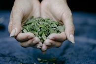 Green Leaves on Persons Hand