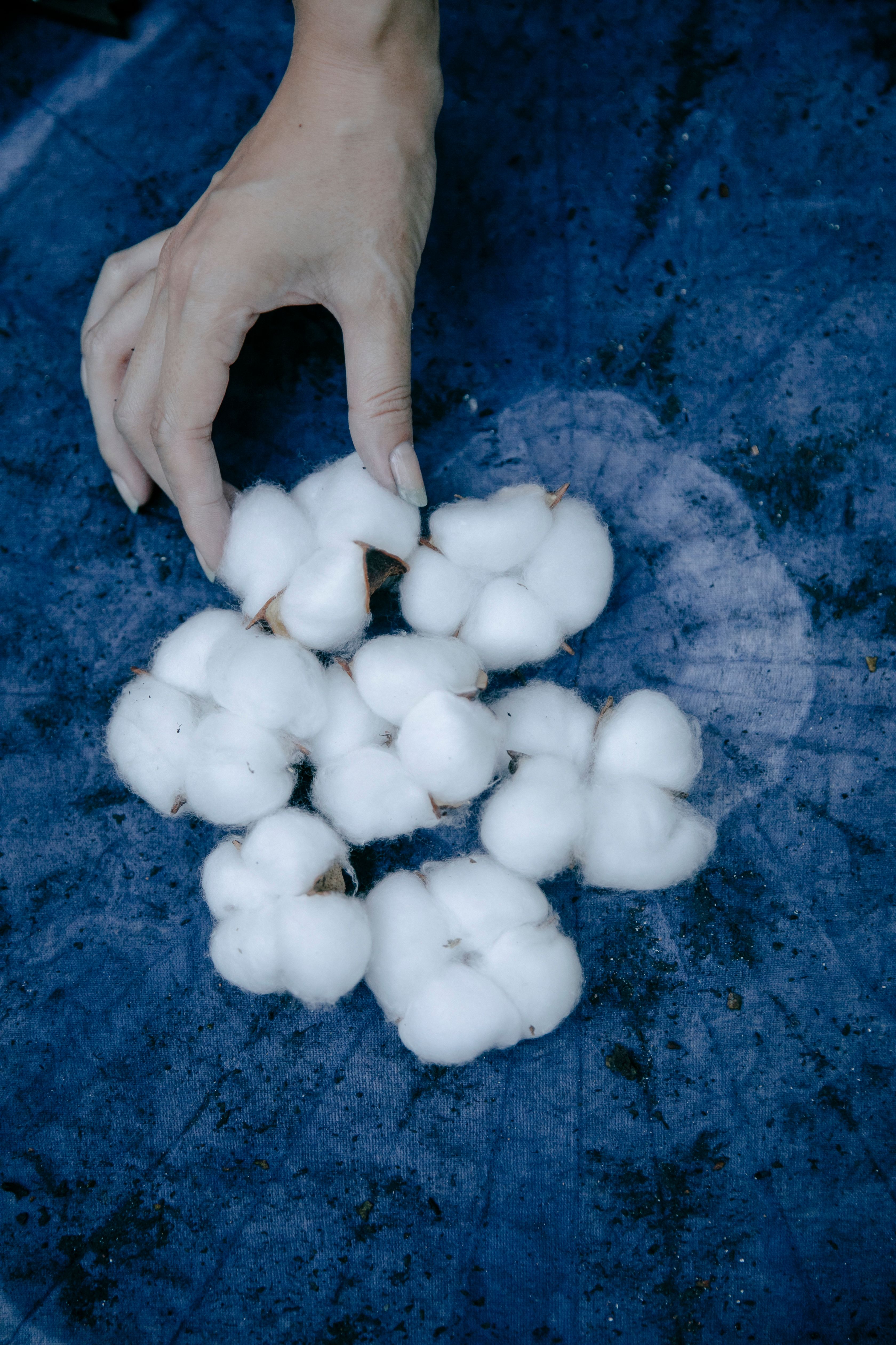A hand arranging cotton bolls on a textured blue fabric, top view.