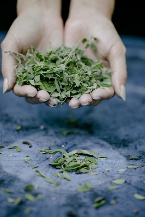 Free A pair of hands gently holding fresh sage leaves over a blue surface. Stock Photo