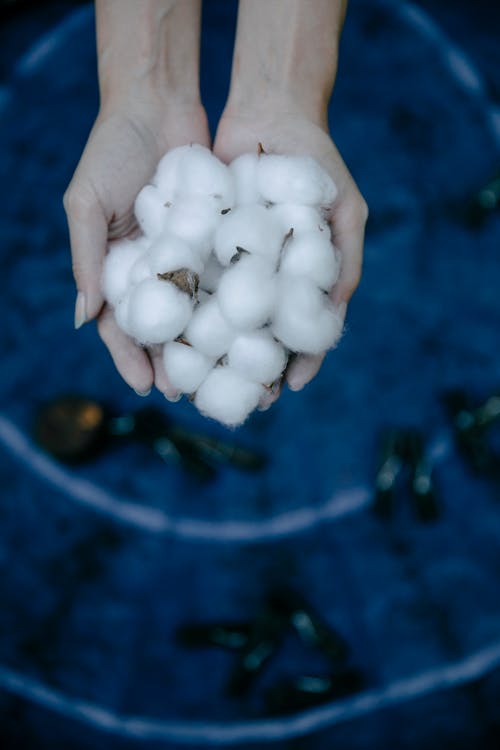 Free Crop person showing cotton in hands Stock Photo