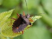 一张绿叶上棕色臭虫的特写宏观照片，纹理清晰