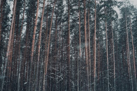 Tall pine trees covered in snow during a winter snowfall, creating a serene forest atmosphere.