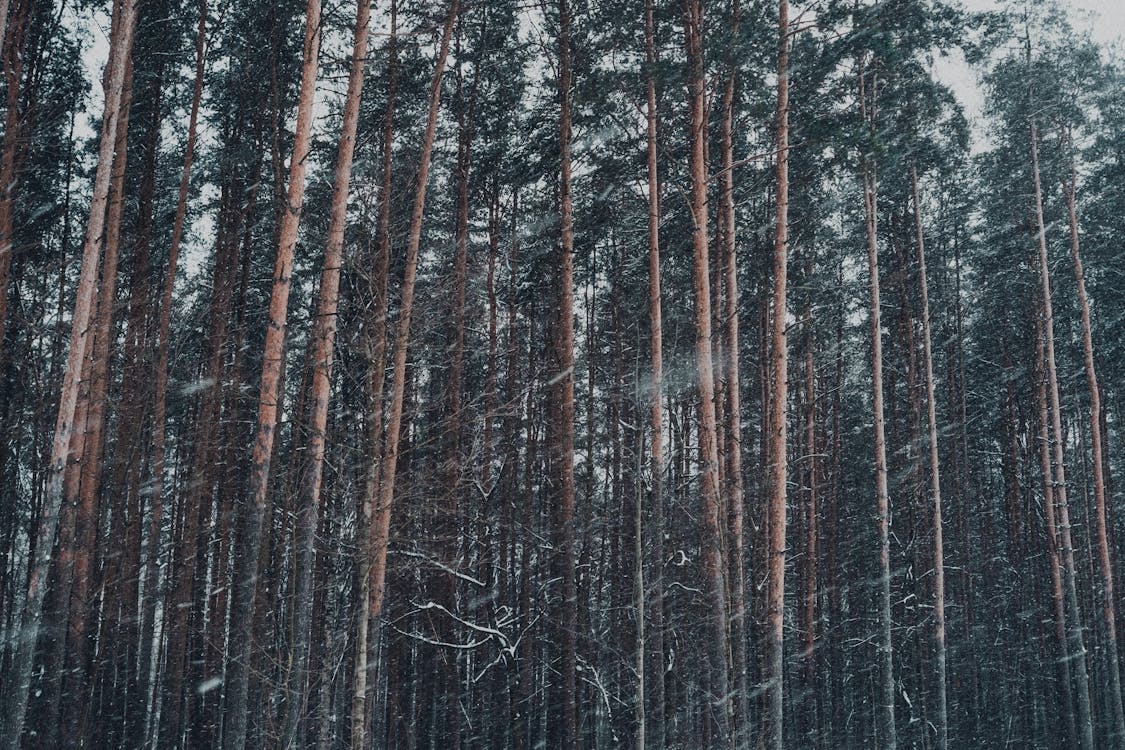 Winter forest with tall trees