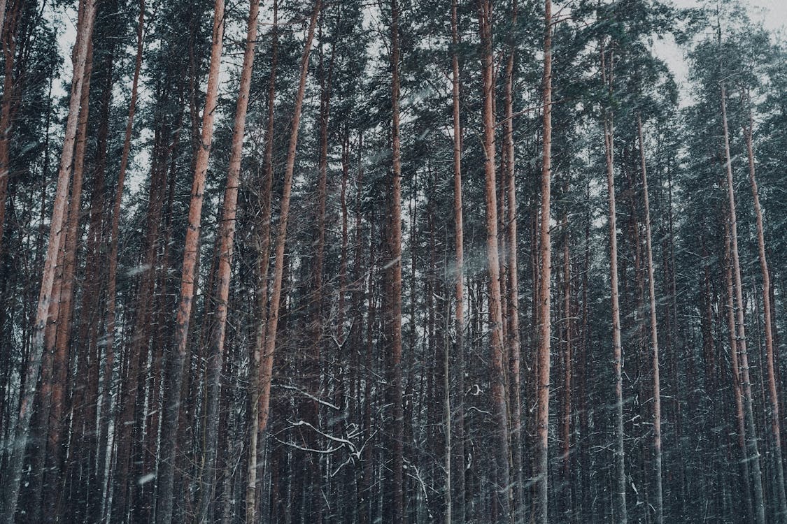 Základová fotografie zdarma na téma botanický, divoký, flóra