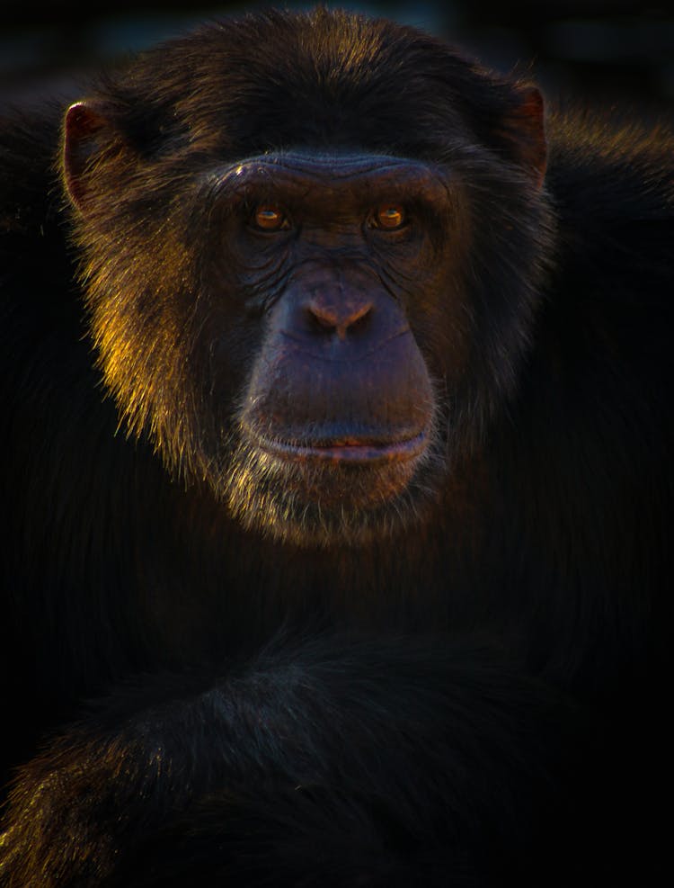 Black Monkey In Close-up Photography