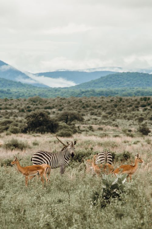 Free Zebras and antelopes on meadow against mounts under cloudy sky in savanna on foggy day Stock Photo