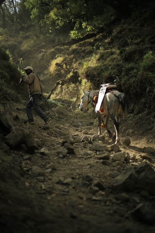 Free A man walks with a donkey through a rocky valley in Oromia, Ethiopia under dappled sunlight. Stock Photo