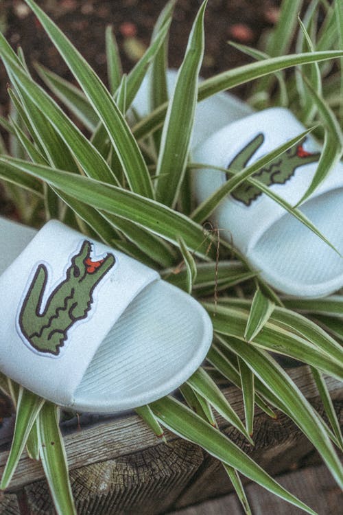 White Slippers on Plants