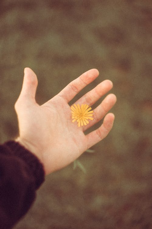 Yellow Flower on Person's Hand