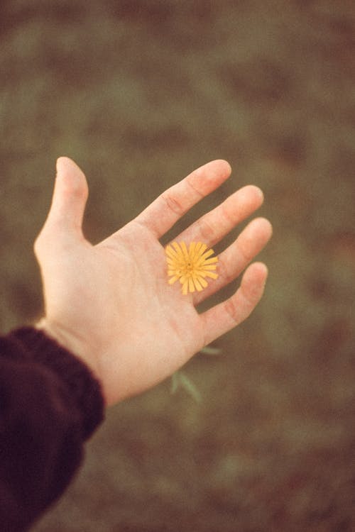 Fotobanka s bezplatnými fotkami na tému dlaň, flóra, kvet ovocného stromu