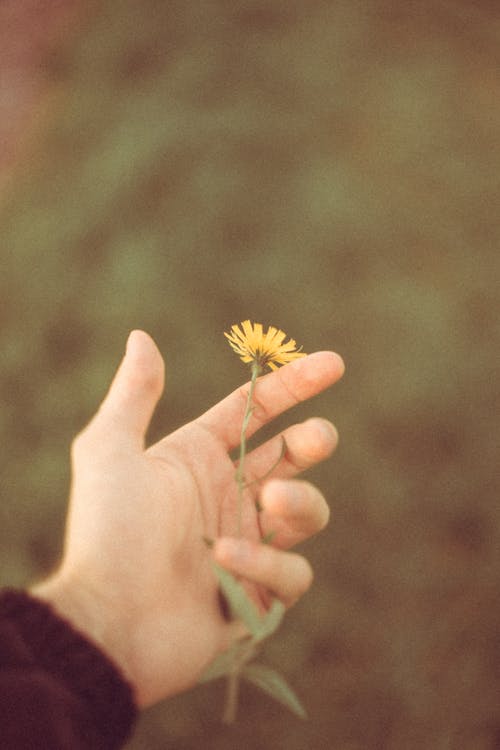 Free Close Up Photo of a Person Holding Yellow Flower Stock Photo