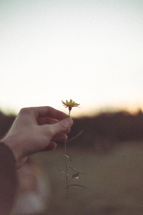 Fotobanka s bezplatnými fotkami na tému človek, držanie, flóra