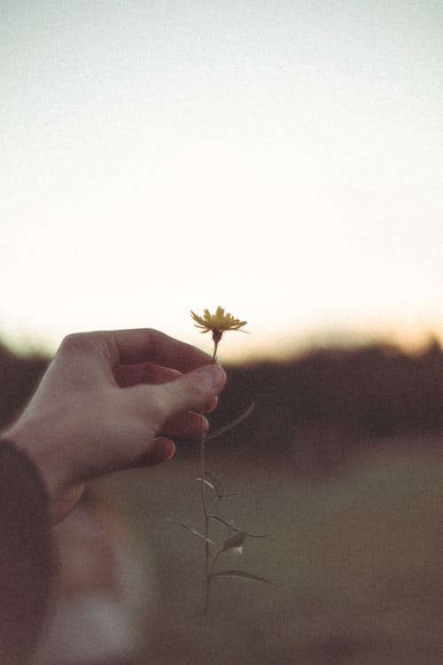 Person Holding Yellow Flower