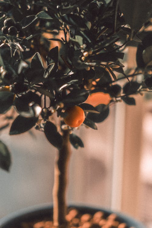 A Close-Up Shot of a Tangerine Tree