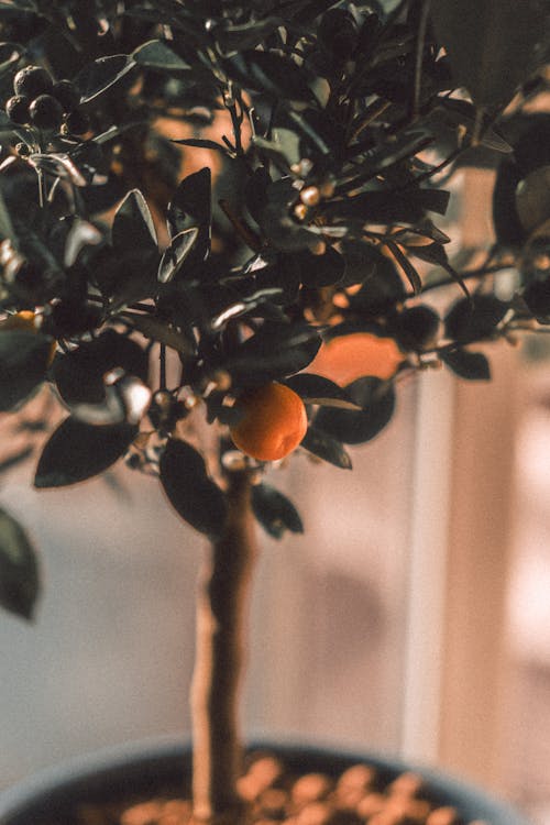 Fotobanka s bezplatnými fotkami na tému citrus, flóra, mandarínka