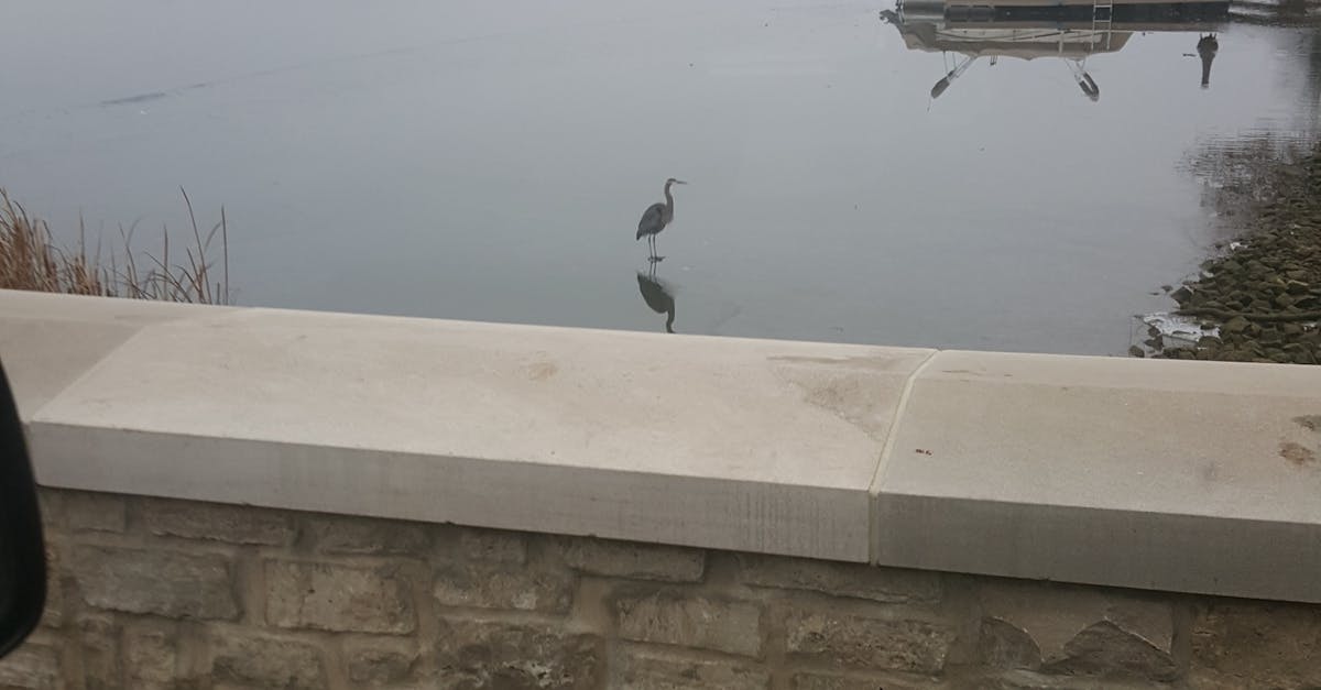 Free stock photo of Blue Heron in Morning Mist