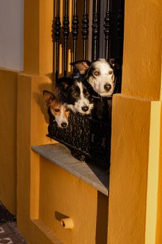 Three curious dogs peek through a decorative iron railing with warm sunlight casting shadows.