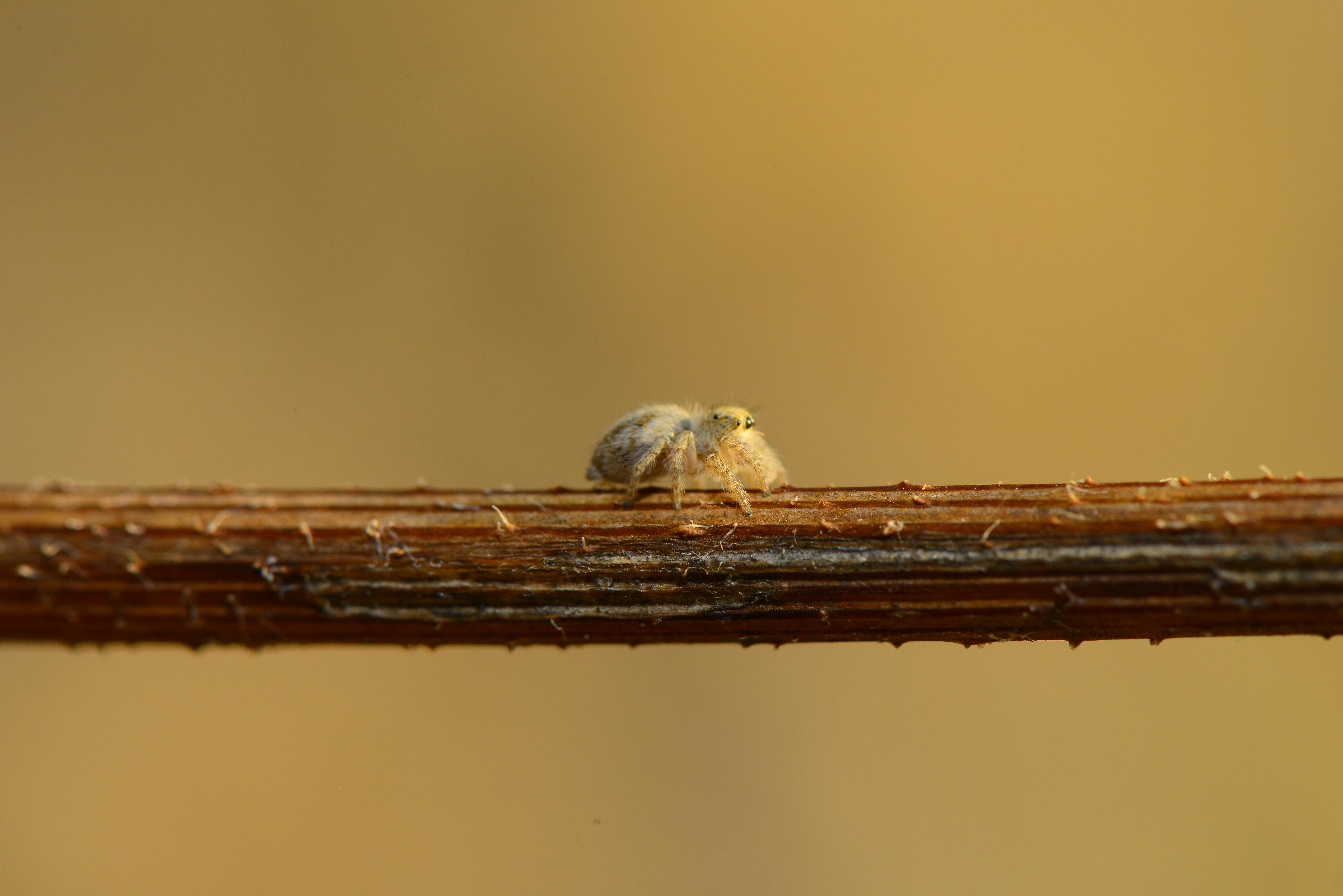 small habit natural light lifestyle photo 2