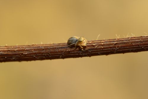 Free Close-up image of a jumping spider on a textured twig against a blurred background. Stock Photo