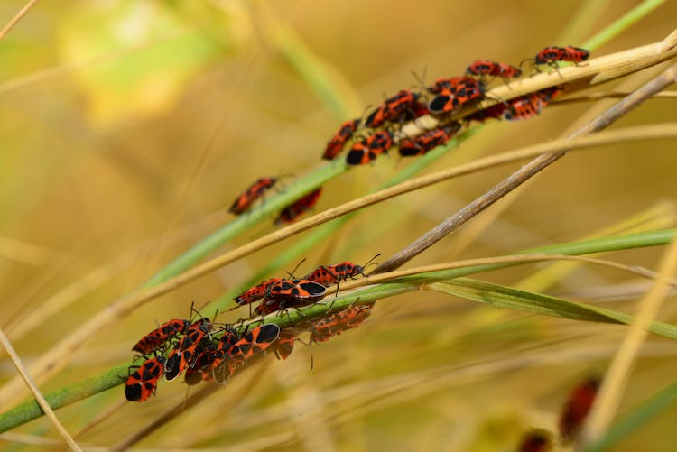 Red Bugs On Grass