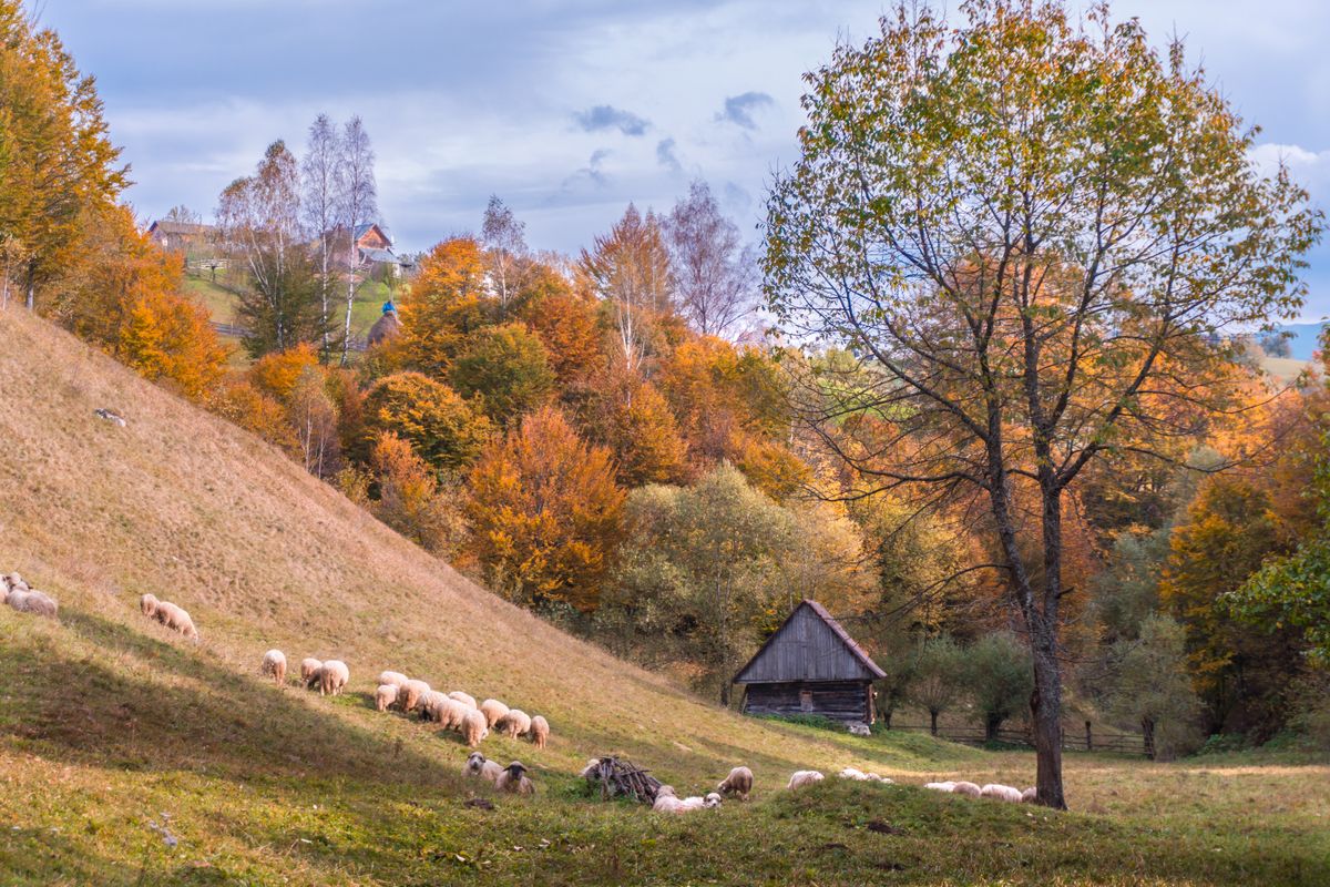Turma de oi pe un deal cu frunzis colorat, toamna