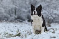 A Border Collie in the Snow