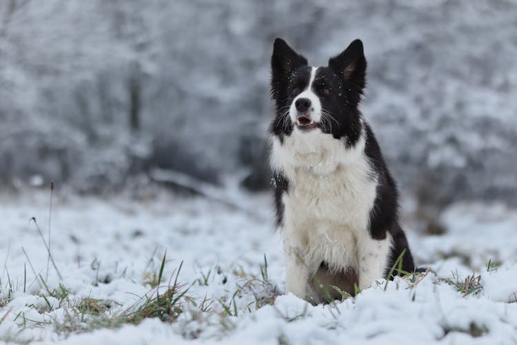 A Border Collie In The Snow 