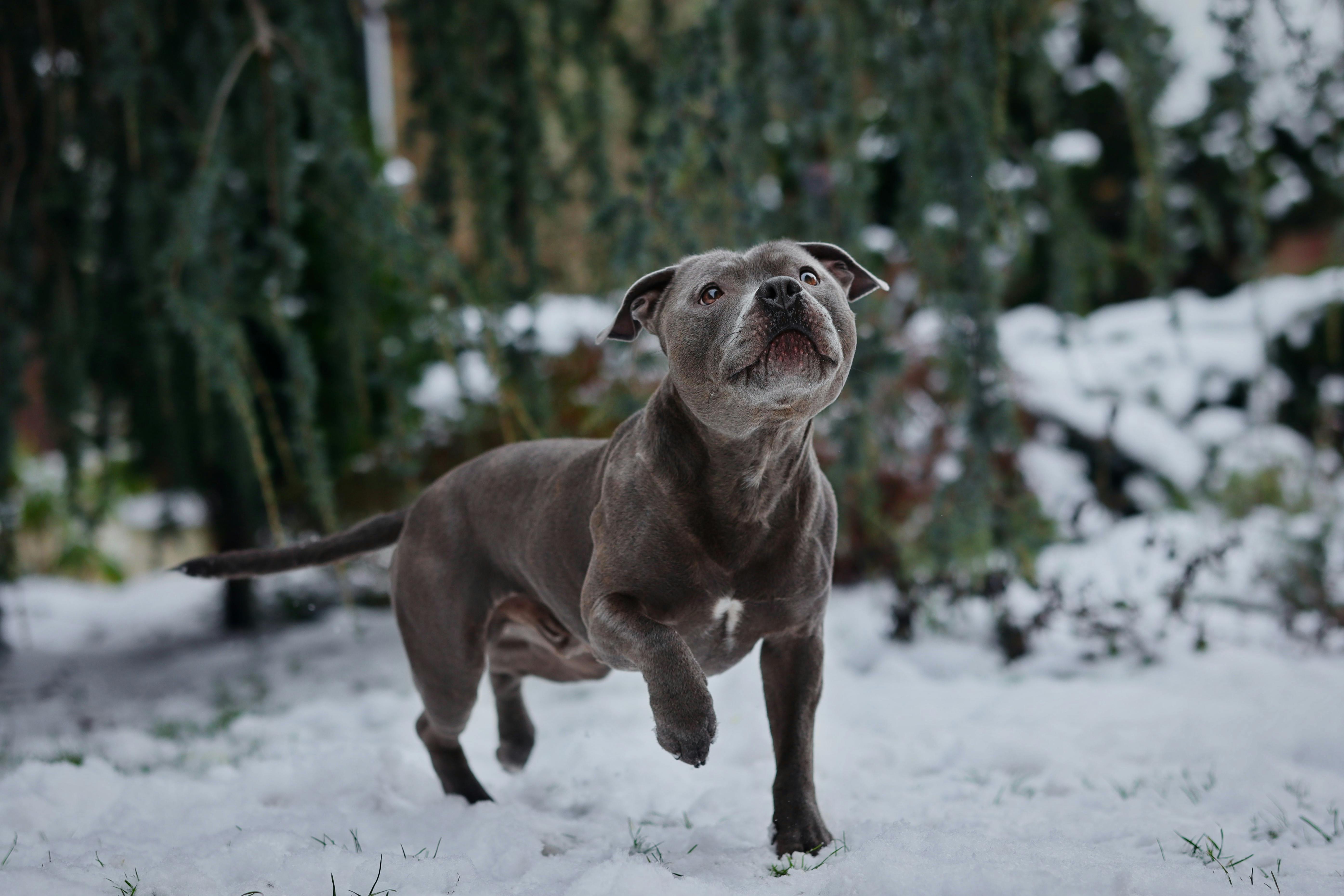 An American Staffordshire Terrier joyfully running in a snowy outdoor setting.