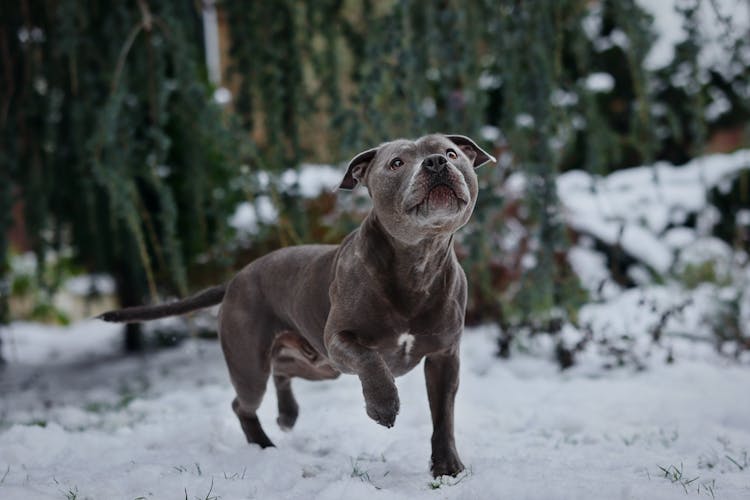 A Dog Running In The Snow 