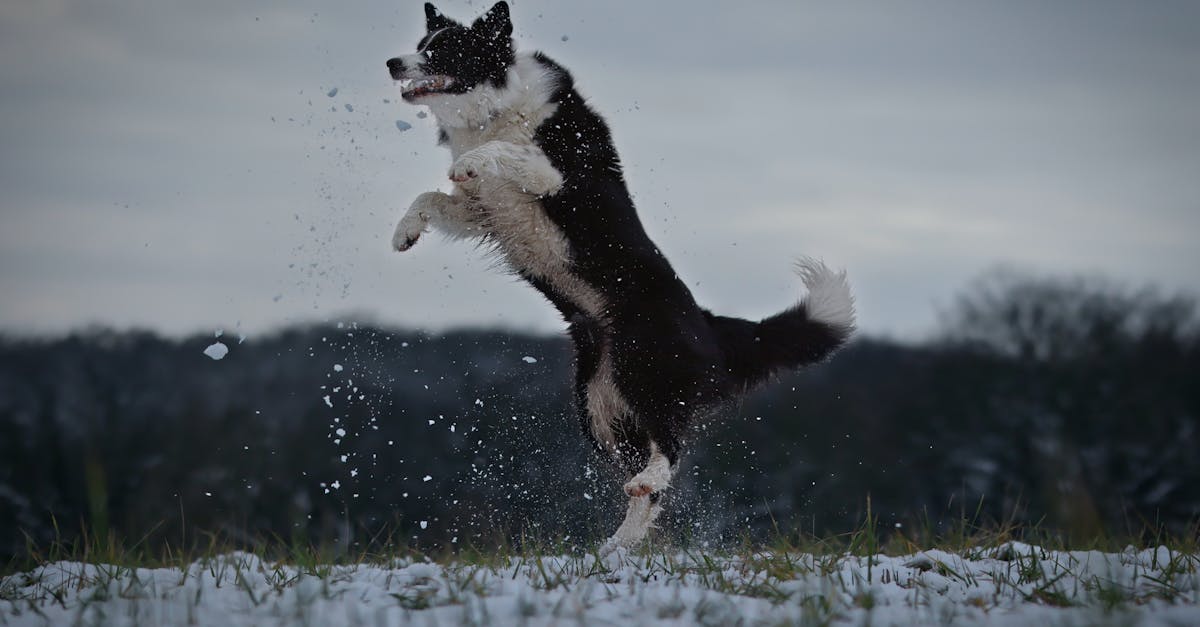 Border Collie