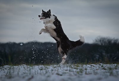 Border Collie
