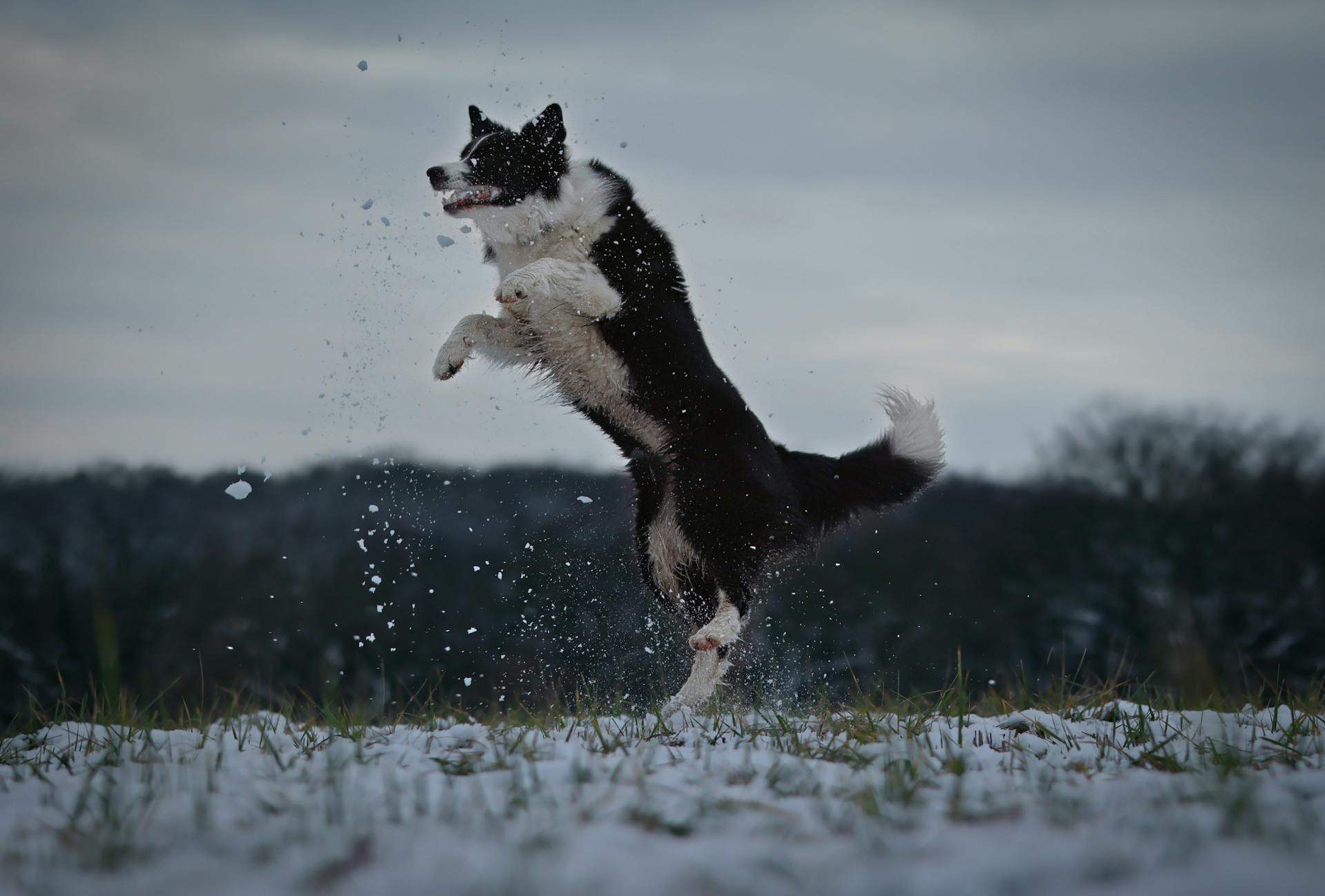 Black and White Border Collie