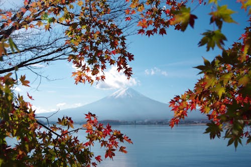 Foto stok gratis danau, daun maple, dedaunan musim gugur