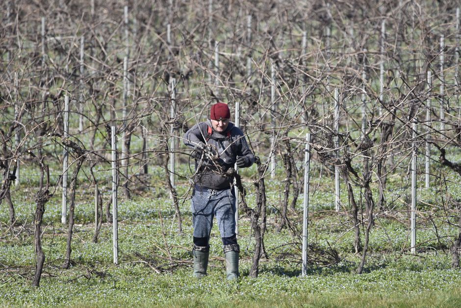 Man pruning grapevines in a leafless vineyard during winter, focusing on maintenance and care.