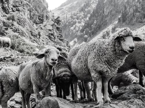 Free Monochrome image of a herd of sheep in a rocky mountain setting, depicting rural farm life. Stock Photo