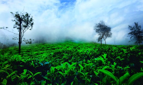Free stock photo of clouds, green, india