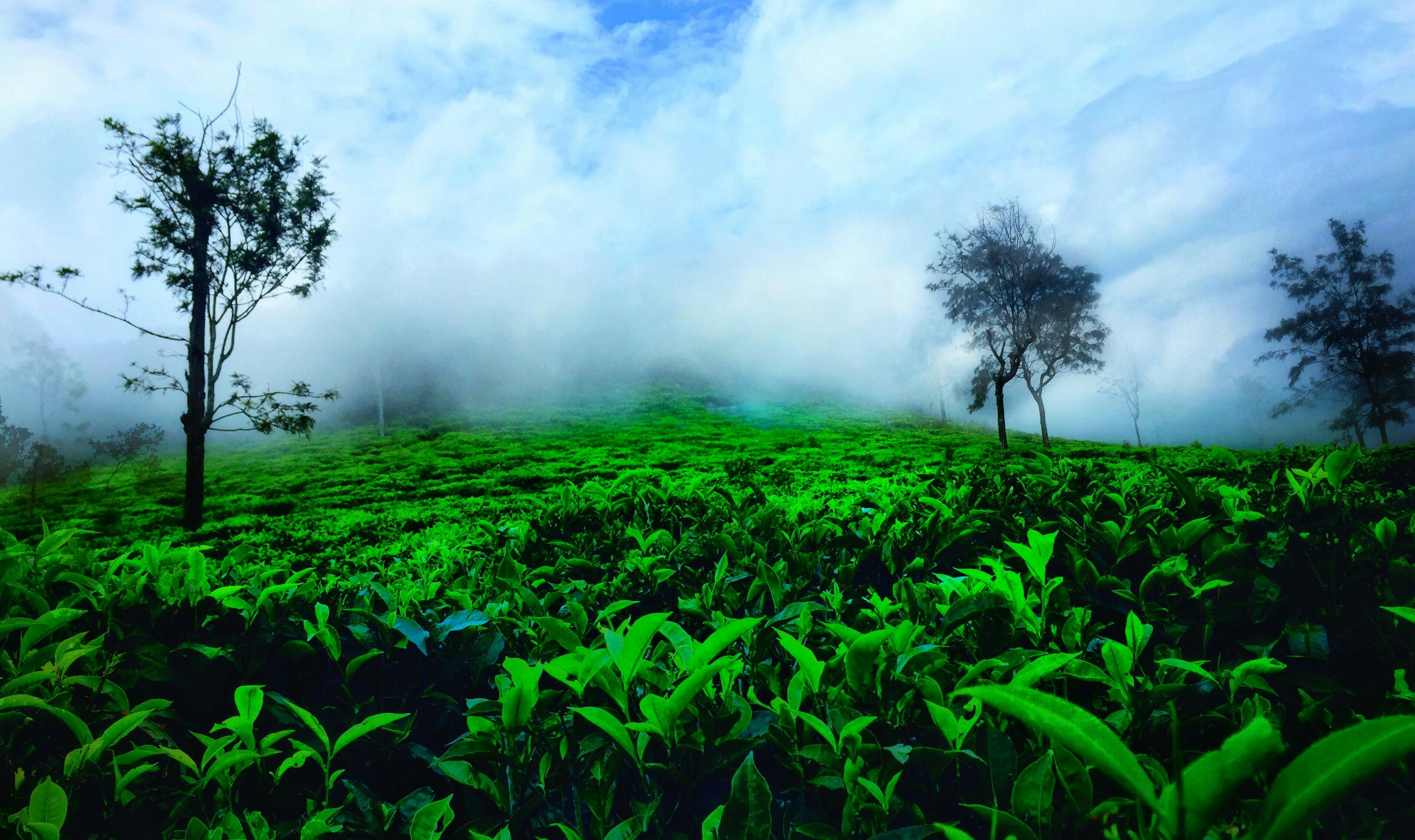 Free stock photo of #India #ooty #nature #green #clouds #mist #peace