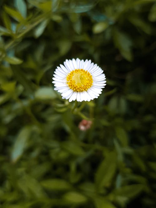 Foto profissional grátis de fechar-se, floração, folhas