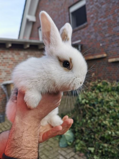 Free Adorable white rabbit being held by hand outdoors in Germany. Perfect pet photo. Stock Photo