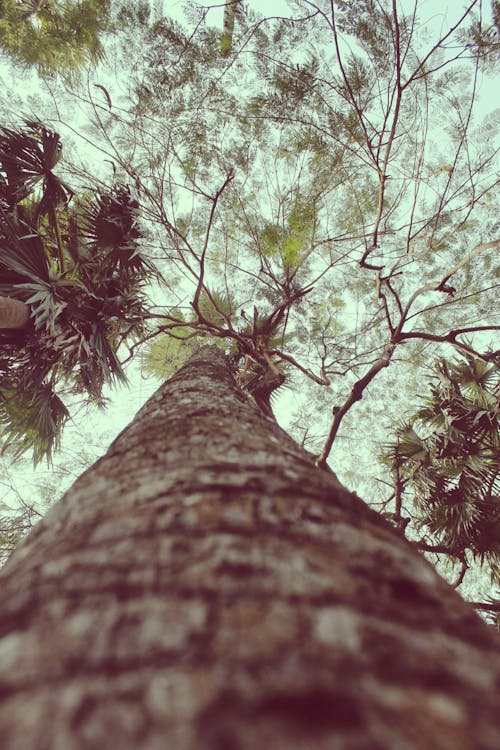 Immagine gratuita di alberi, foresta, giungla