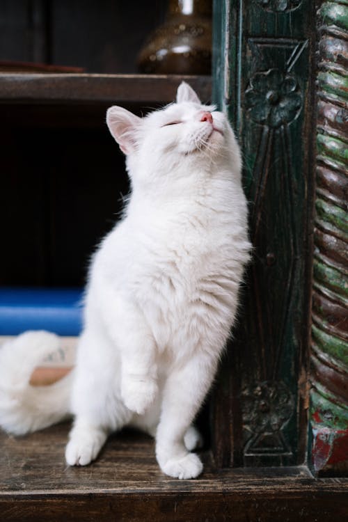 Free White Cat on Wooden Shelf Stock Photo