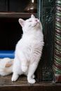White Cat on Wooden Shelf