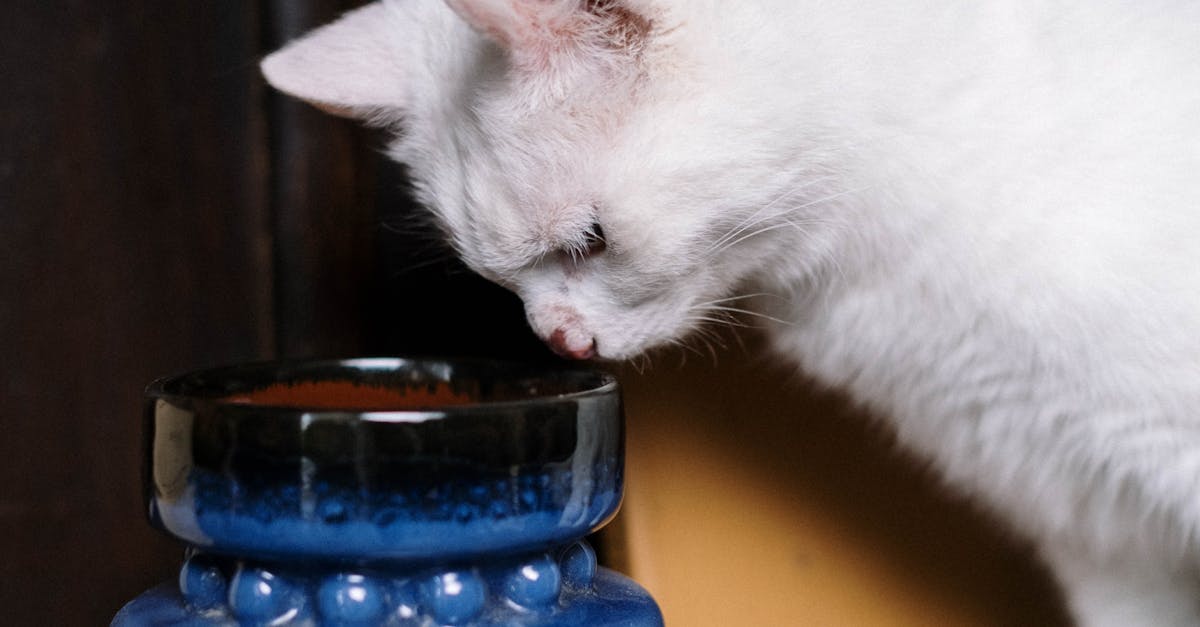 White Cat Looking at Blue Jar