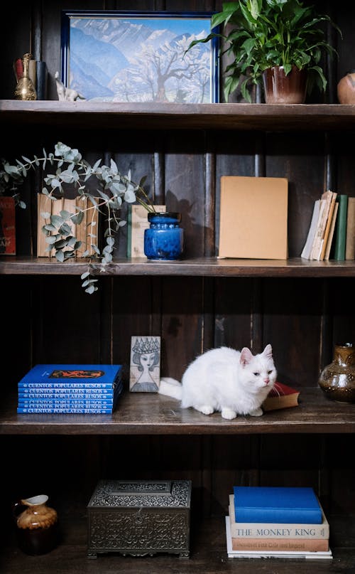 Bezpłatne Darmowe zdjęcie z galerii z biały kot, dom, domowy Zdjęcie z galerii