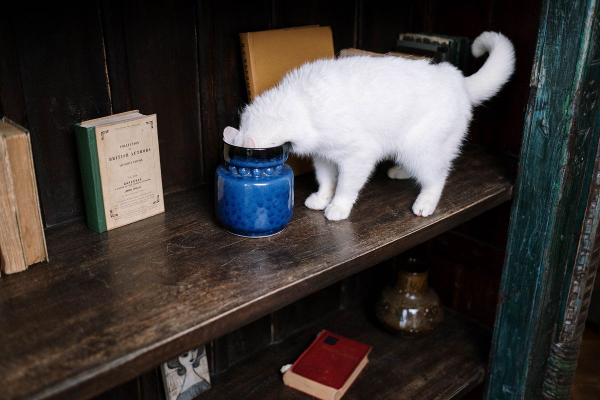 Custom cat wall furniture tailored to modern home interiors