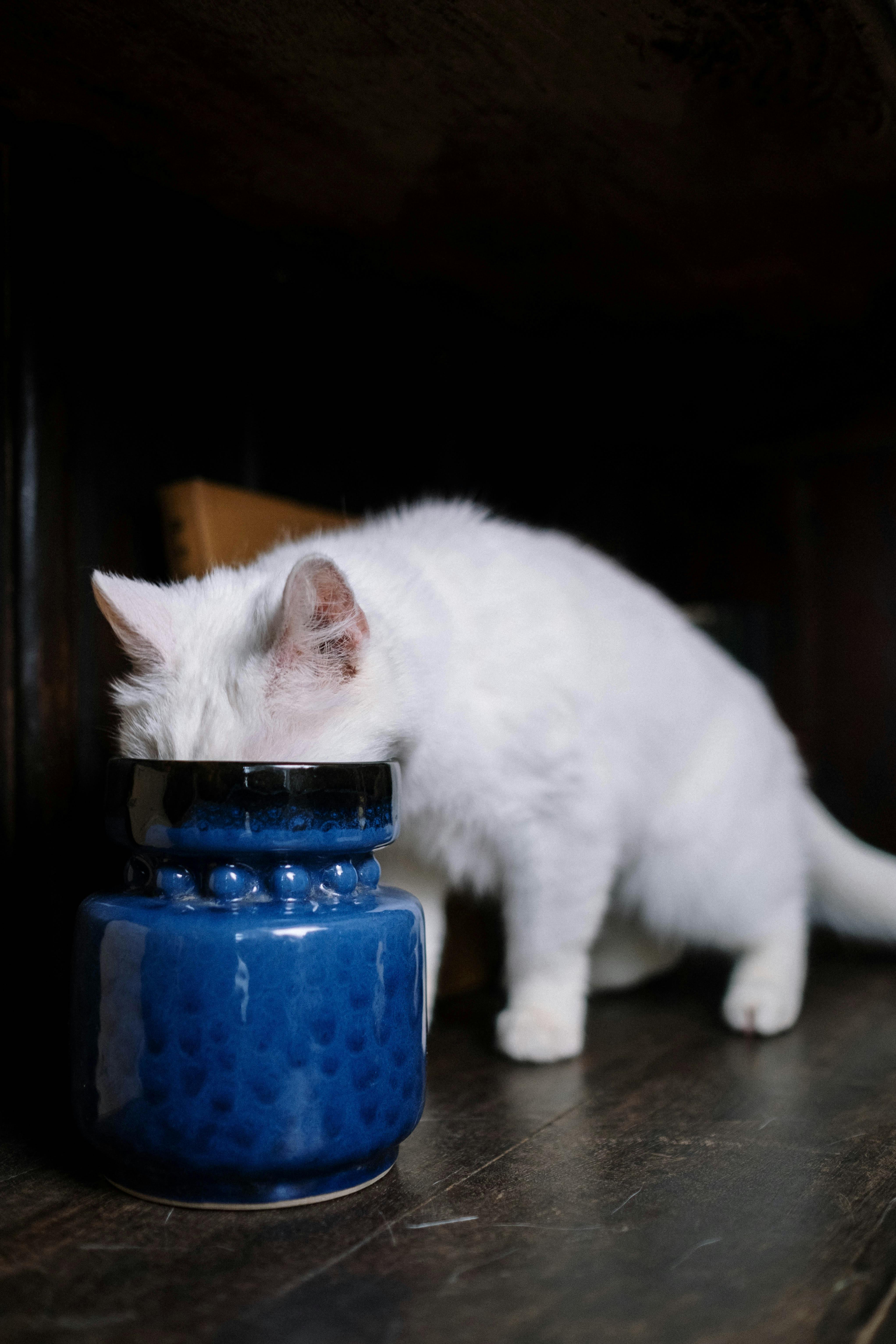 White Cats Head Inside The Jar