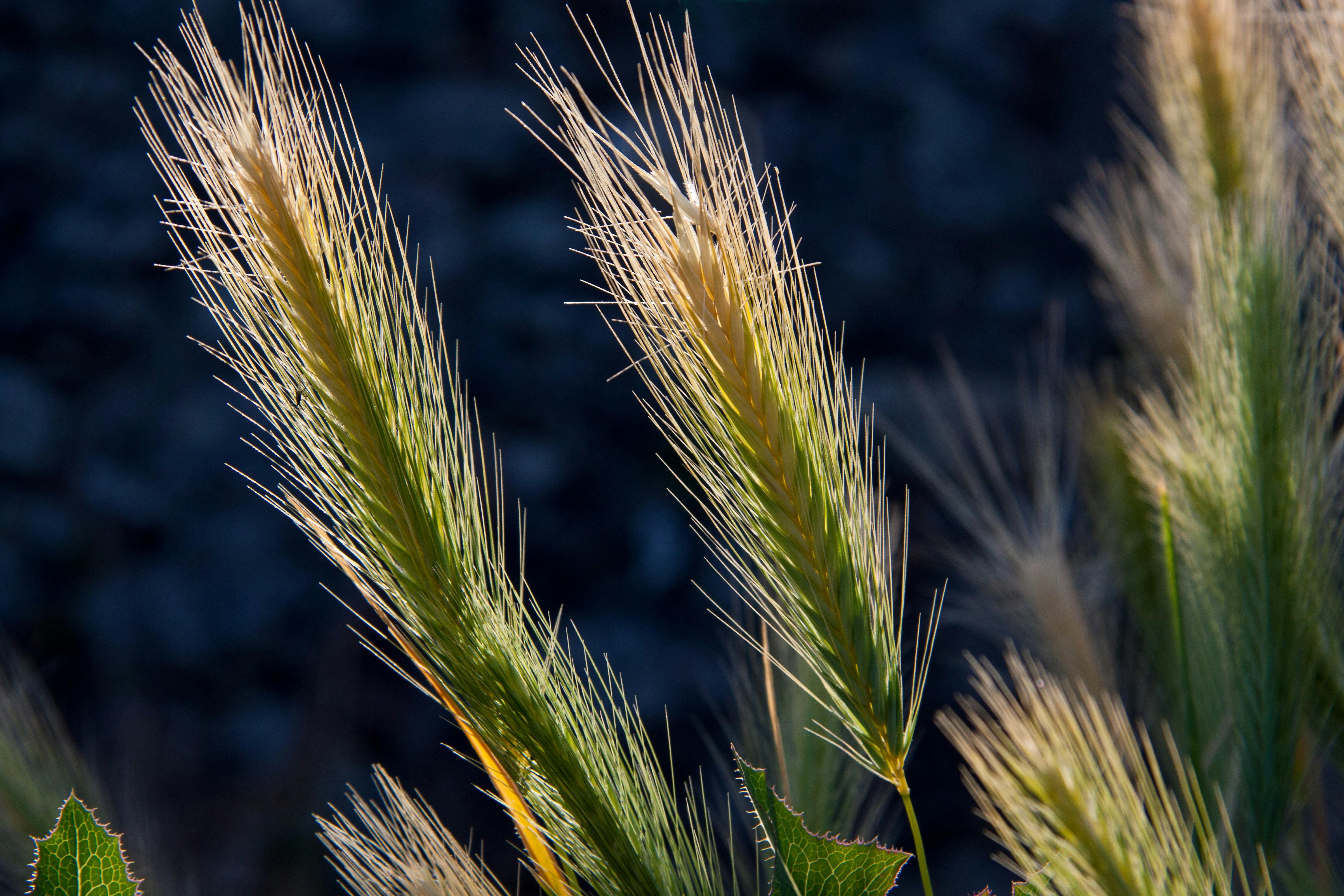 close-up-photography-of-plants-free-stock-photo