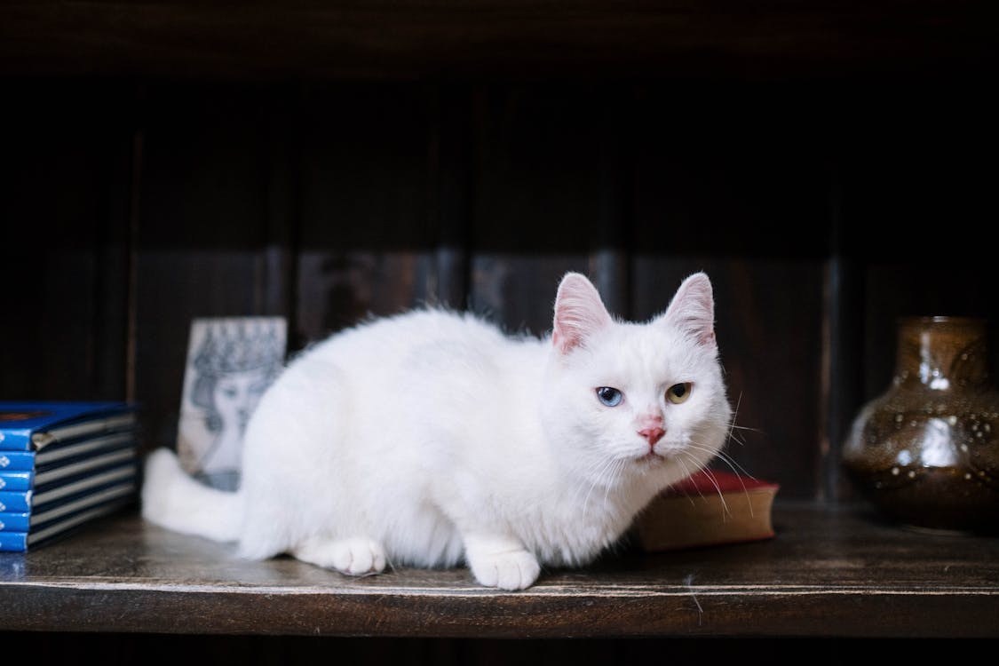 White Cat With Blue and Green Eyes